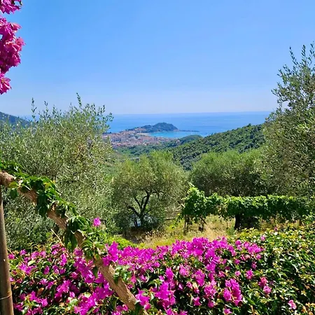 Onde E Ulivi *
